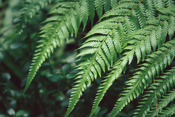 A leafy green plant with a leafy green leaf. The leaf is large and has a lot of veins