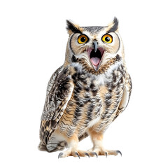 Fototapeta premium Photography of Hooting Owl Isolated on Plain White Background transparent png with High Detail