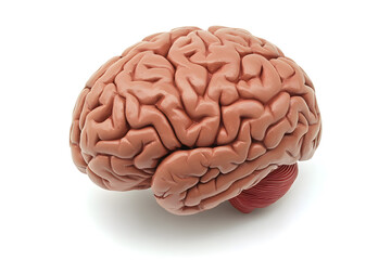 Human brain isolated on white background