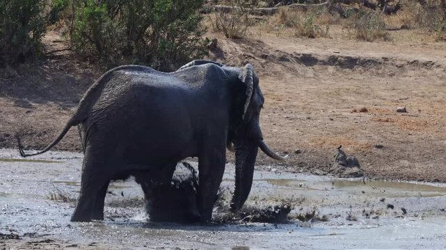  big elephant bull making a splash