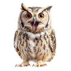 Obraz premium Photograph of Hooting Owl on Plain White Background transparent png with High Detail