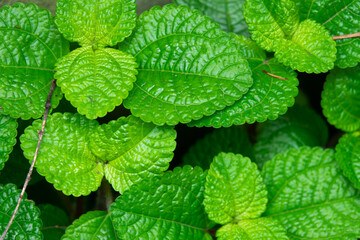 A bunch of green leaves with a few brown spots. The leaves are green and have a fresh, healthy appearance