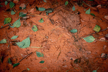 A brown dirt ground with leaves and twigs scattered on it