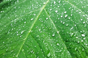 water drop on green leaves. nature background texture