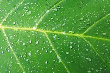 water drop on green leaves. nature background texture