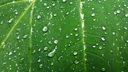 water drop on green leaves. nature background texture