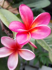 Close-up of pink frangipani flowers