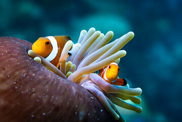 Beautiful sea anemone with 2 cute clownfish in rare ball shape on tropical coral reef, healing and relaxing image wide angle, close-up, Lembeh Strait, Indonesia, Asia