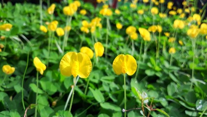 Arachis pintoi is growing and blooming yellow flower