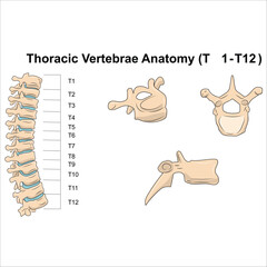 Thoracic Vertebrae Anatomy