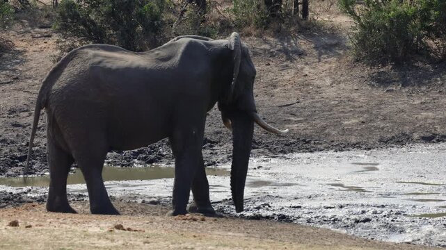 a big elephant bull enjoying the muddy water.