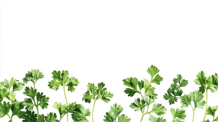 Obraz premium Close up of green leaves of parsley on an isolated white background 
