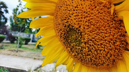 sunflower  flower