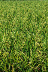 収穫間近の実った稲穂