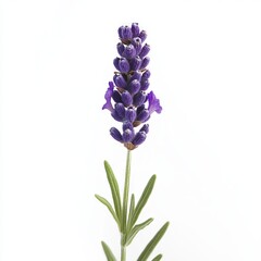 Naklejka premium Close up of beautiful lavender flower on an isolated white background