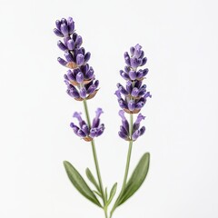 Obraz premium Close up of beautiful lavender flower on an isolated white background