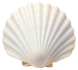 PNG  Elegant white seashell closeup