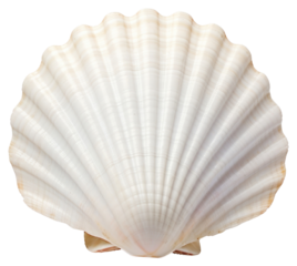 PNG  Elegant white seashell closeup