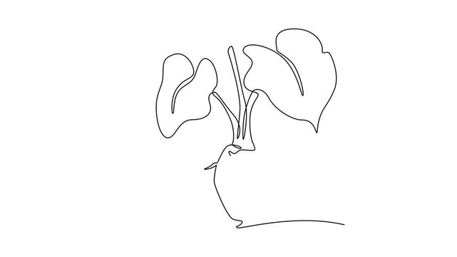 Self drawing animation of single line draw whole healthy organic taro for gardening logo identity. Fresh tropical plant edible corm concept root vegetable icon. Continuous line. Full length animated