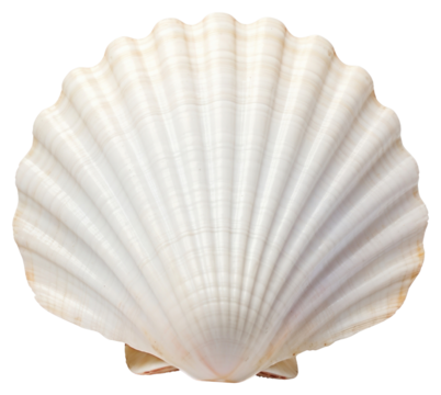 PNG  Elegant white seashell closeup