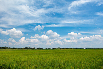 Obraz premium 夏の青空と田園風景