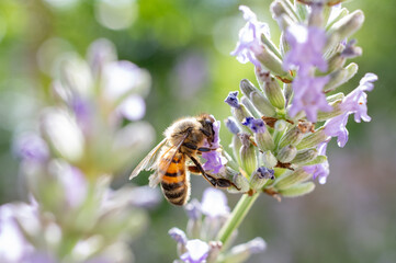bee on flower