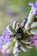 beetle on lavender