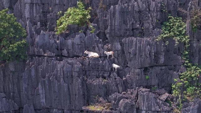 This drone footage captures a trio of goats standing on the rugged limestone cliffs of Tam Coc, Ninh Binh. The shot highlights the agility and resilience of these animals in search of vegetation.