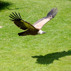 Close-up of profile griffon vulture (Gyps fulvus) in flight above the grass