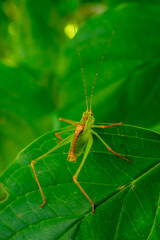 grasshopper on a leaf