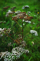 Small white wild flowers close up against the background of other plants