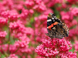 Close-up red admiral butterfly (Vanessa atalanta) gathers on red valerian flower seen from profil
