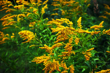 Small yellow wild flowers close up against the background of other plants