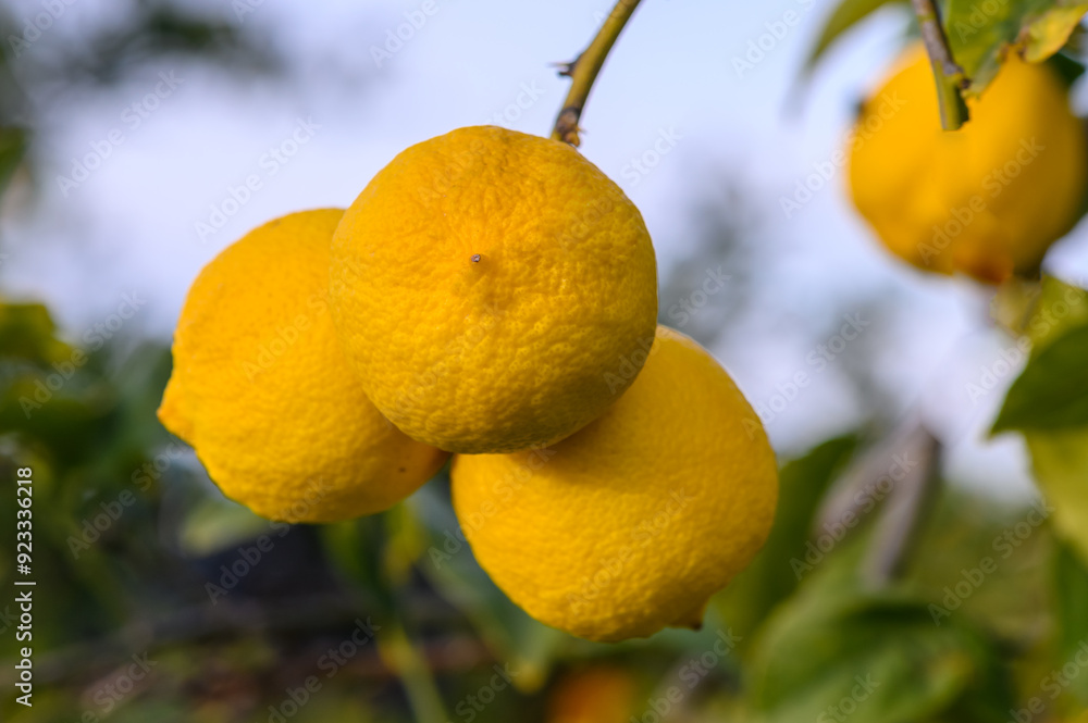 Wall mural ripe and fresh lemons on a branch in a garden banner with copy space