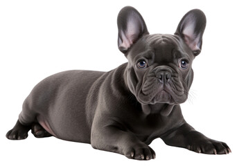 PNG French bulldog animal mammal pet.