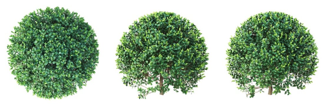 boxwood sphere hedges front view, top view, side view isolated on white background