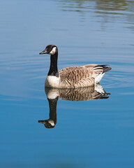 Canada goose swimming in calm lake water.  Wild water bird mirror reflection