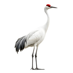 Obraz premium Magnificent Crane Captured in Photography on White Background transparent png