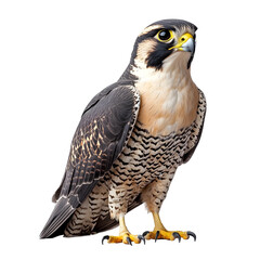 Obraz premium A Striking Falcon in Detail Perching on a Plain White Background transparent png