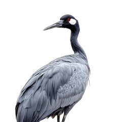 Fototapeta premium Magnificent Crane Bird Isolated on Plain White Background transparent png with High Detail Realism