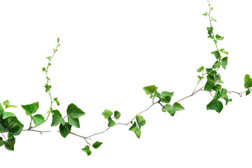 Natural ivy vine transparent PNG