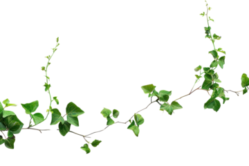 Natural ivy vine transparent PNG