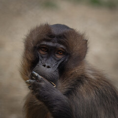 Theropithecus gelada