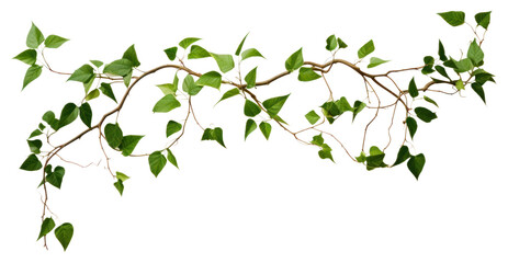 PNG Plant leaf freshness branch.