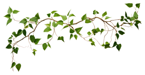 PNG Plant leaf freshness branch.