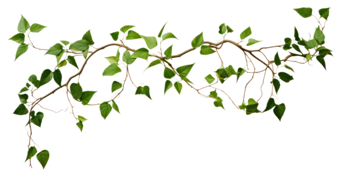 PNG Plant leaf freshness branch.