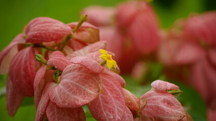 Close-up of Ixoroideae blooming flowers