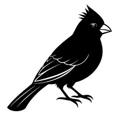 black crow on white background