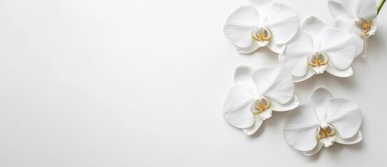 Obraz premium Beautiful white orchid flowers on a white background