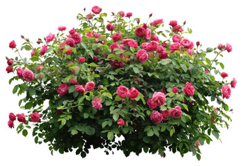 PNG Vibrant blooming pink rose bush